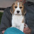 Törzskönyves ,tricolor beagle kiskutya eladó!