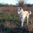 Husky akita mix gazdit keres! 