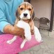 Beagle kölyök