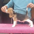 Beagle kölyök