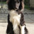 Sheltie (Shetlandi juhász) szuka eladó