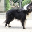 Sheltie (Shetlandi juhász) szuka eladó