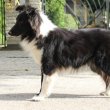 Sheltie (Shetlandi juhász) szuka eladó