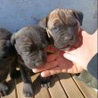 Gyönyörű fajtiszta Cane Corso kutyus