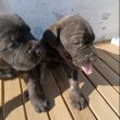 Gyönyörű fajtiszta Cane Corso kutyus