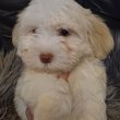 Arany -fehér bichon havanese