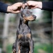 Doberman puppies