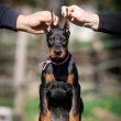 Doberman puppies