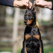 Doberman puppies