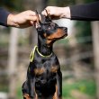 Doberman puppies