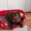 Shar pei szuka 