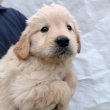 Golden retriver