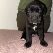 Eladó Cane corso babák