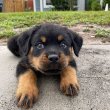 Rottweiler puppy for free adoption 