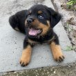 Rottweiler puppy for free adoption 