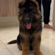 German shepherd puppies for free adoption 