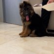 German shepherd puppies for free adoption 