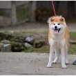 Japán Akita Inu kölyök