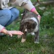 Japán Akita Inu kölyök