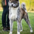 Japán Akita Inu kölyök