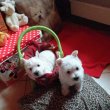 Westie puppies for free adoption 