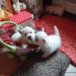 Westie puppies for free adoption 