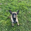 Malinois kölykök eladók