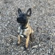 Malinois kölykök eladók