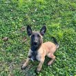 Malinois kölykök eladók