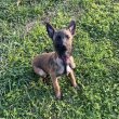 Malinois kölykök eladók