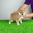 Törzskönyves Shiba Inu kiskutya