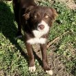 Csokoládé Border Collie 06705977515