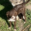 Csokoládé Border Collie 06705977515