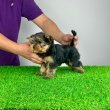 Törzskönyves Yorkshire Terrier Yorki Yorkie 