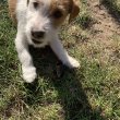 Jack Russel Terrier kölyök kutyák eladóak