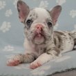 eladó francia bulldog lilac,blue fawn merle