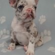 eladó francia bulldog lilac,blue fawn merle