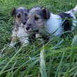 drótszőrű foxterrier kölykök eladók 