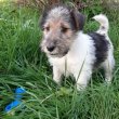 drótszőrű foxterrier kölykök eladók 