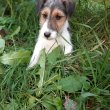 drótszőrű foxterrier kölykök eladók 