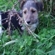 drótszőrű foxterrier kölykök eladók 