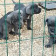 Eladó Cane Corso kiskutyák 