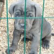 Eladó Cane Corso kiskutyák 