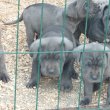 Eladó Cane Corso kiskutyák 