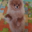 German Spitz-Pomeranian-puppies