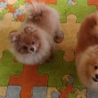 German Spitz-Pomeranian-puppies