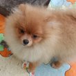 German Spitz-Pomeranian-puppies