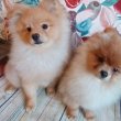 German Spitz-Pomeranian-puppies