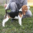 Beagle szuka eladó