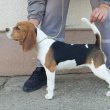 Beagle szuka eladó